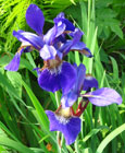 Iris - Vilkdalgis - Iris sibirica